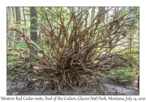 Western Red Cedar roots