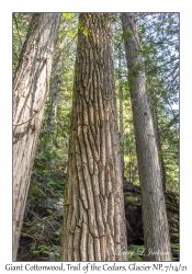 Giant Cottonwood