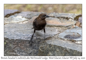 Brown-headed Cowbird