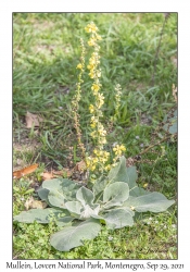 Mullein