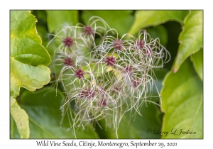 Wild Vine Seeds