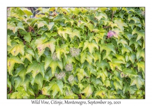 Wild Vine