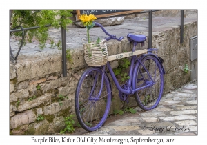 Purple Bike