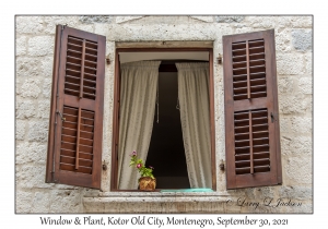 Window & Plant