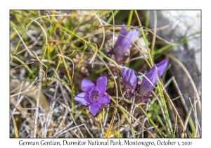 German Gentian