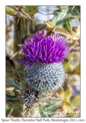 Spear Thistle