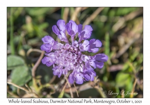 Whole-leaved Scabious