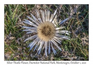 Silver Thistle Flower