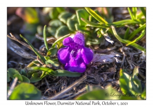 Unknown Flower