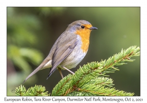 European Robin