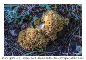 Yellow-tipped Coral Fungus