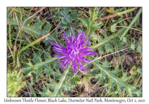 Unknown Thistle Flower