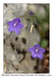 Bluebells