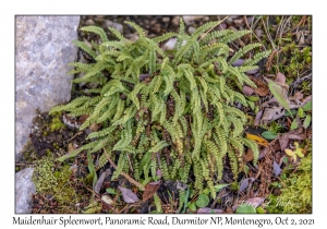 Maidenhair Spleenwort