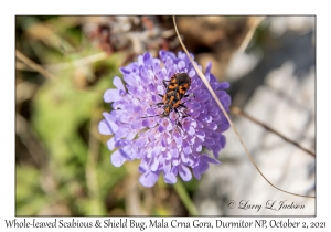 Whole-leaved Scabious & Shield Bug