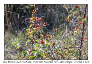 Rose Hips