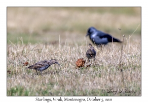 Starlings