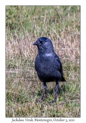 Jackdaw