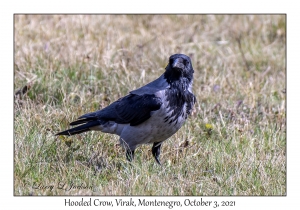 Hooded Crow