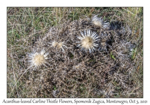 Acanthus-leaved Carline Thistle