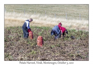 Potato Harvest