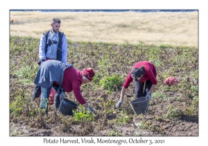 Potato Harvest