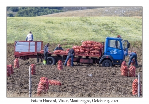 Potato Harvest