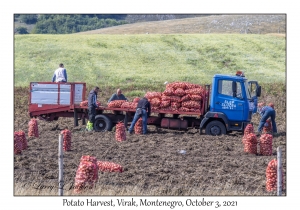 Potato Harvest