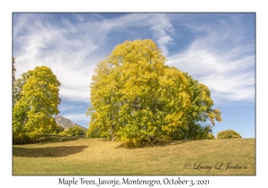 Maple Trees