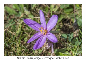 Autumn Crocus