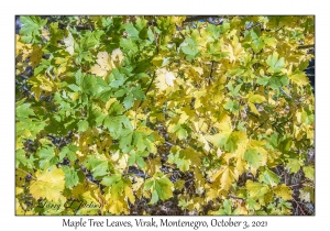 Maple Trees Leaves