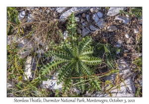 Stemless Thistle