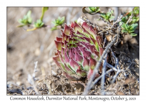 Common Houseleek