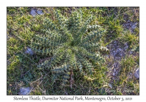 Stemless Thistle