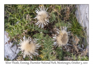 Silver Thistle Flowers