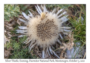 Silver Thistle Flower