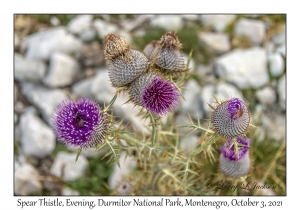 Spear Thistle