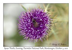 Spear Thistle