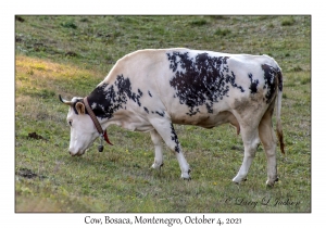 Cow