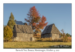 Barns & Tree