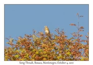 Song Thrush