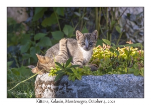 Kittens