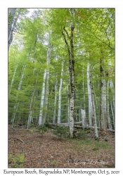 European Beech & Leaves