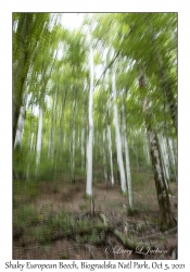 Shaky European Beech & Leaves