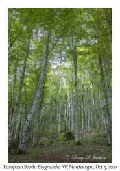 European Beech & Leaves