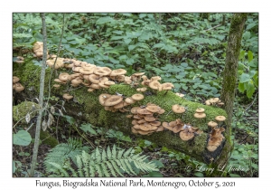 Fungus