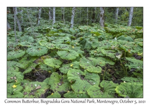 Common Butterbur