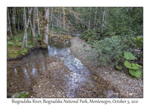 Biogradska River