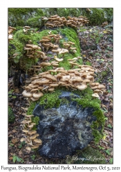 Fungus