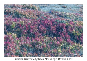 European Blueberries